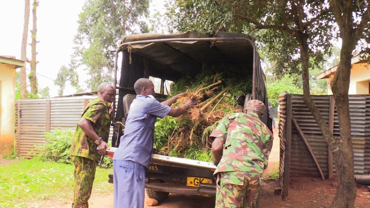 Security officers and members of the public load the over 400 uprooted stems of bhang within a farm in Marakaru village in Mawe Tatu Sub location, Likuyani Sub County. Image: KNA