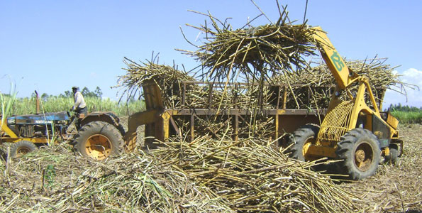 Sugar Empire on the Brink! Govt Threatens to Crush Investor Leases Amid Sugar Factory Storm.
