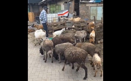 Mosiria Drops Bombshell: Animal Farming No Longer Allowed in Nairobi.
