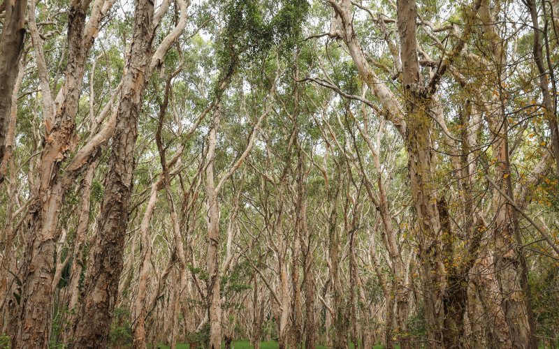 Shock as Court Issues Nationwide Ban on Eucalyptus Planting Near Water Sources.