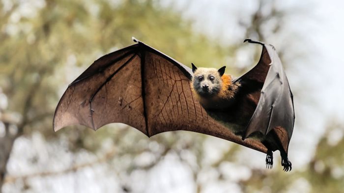 Shock in Western Kenya: Bats Swarm Hospital, Patients Flee in Terror.